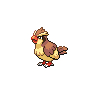 pidgey's image